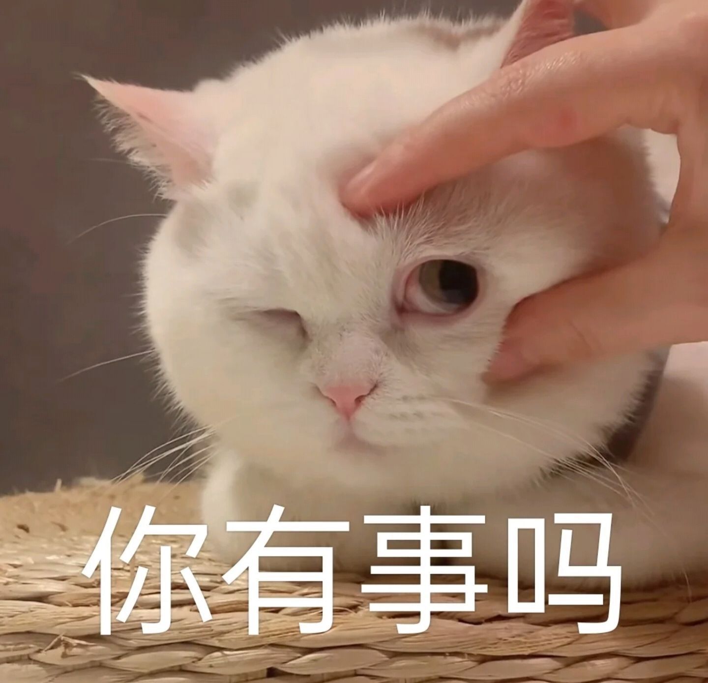 一只可爱的猫猫